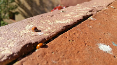 CREPERIA SHANTICARAVAN