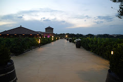 Viñedos Rhey