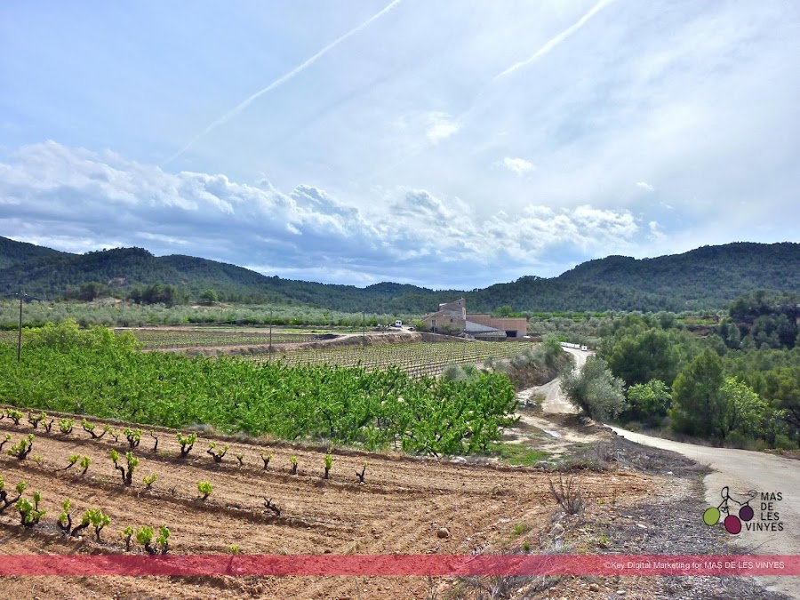 Celler Mas de les Vinyes - Vins DO Montsant