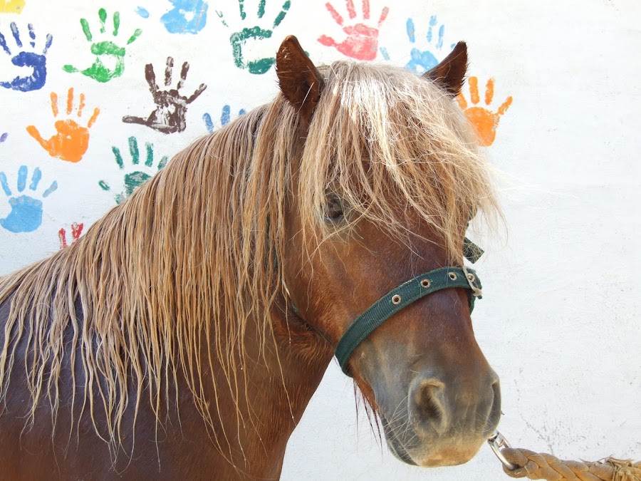 Granja Escuela Can Pidelaserra